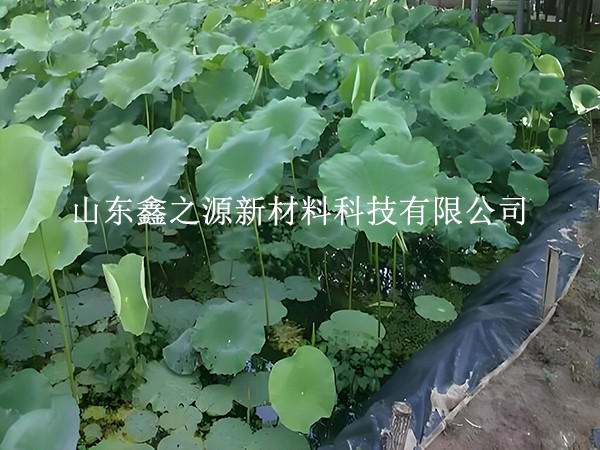 鋪設(shè)魚蝦養(yǎng)殖防滲膜，對養(yǎng)殖效率有這些關(guān)鍵影響